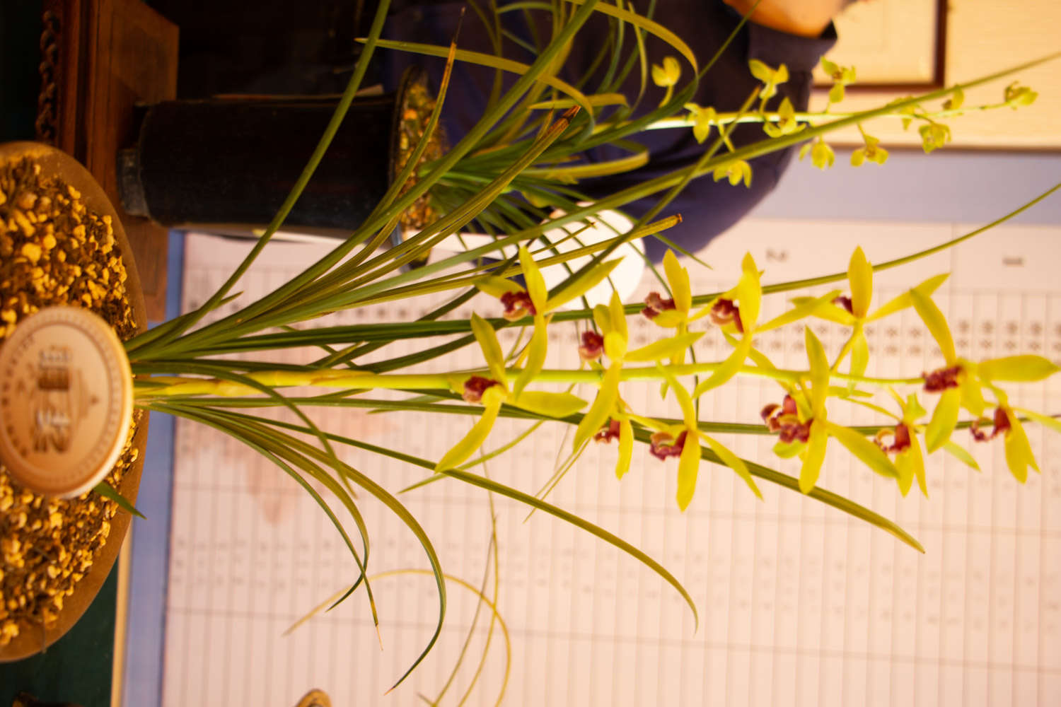 兰花多久浇一次水