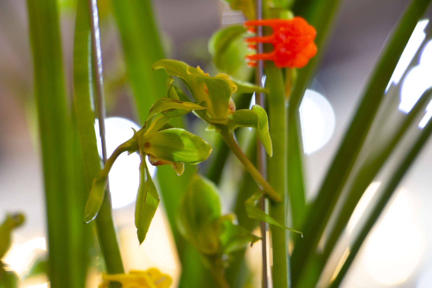 兰花为什么那么贵