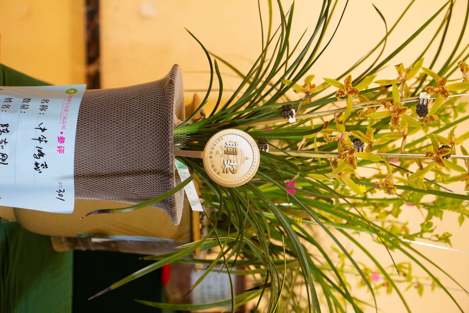 兰花夏天怎么养