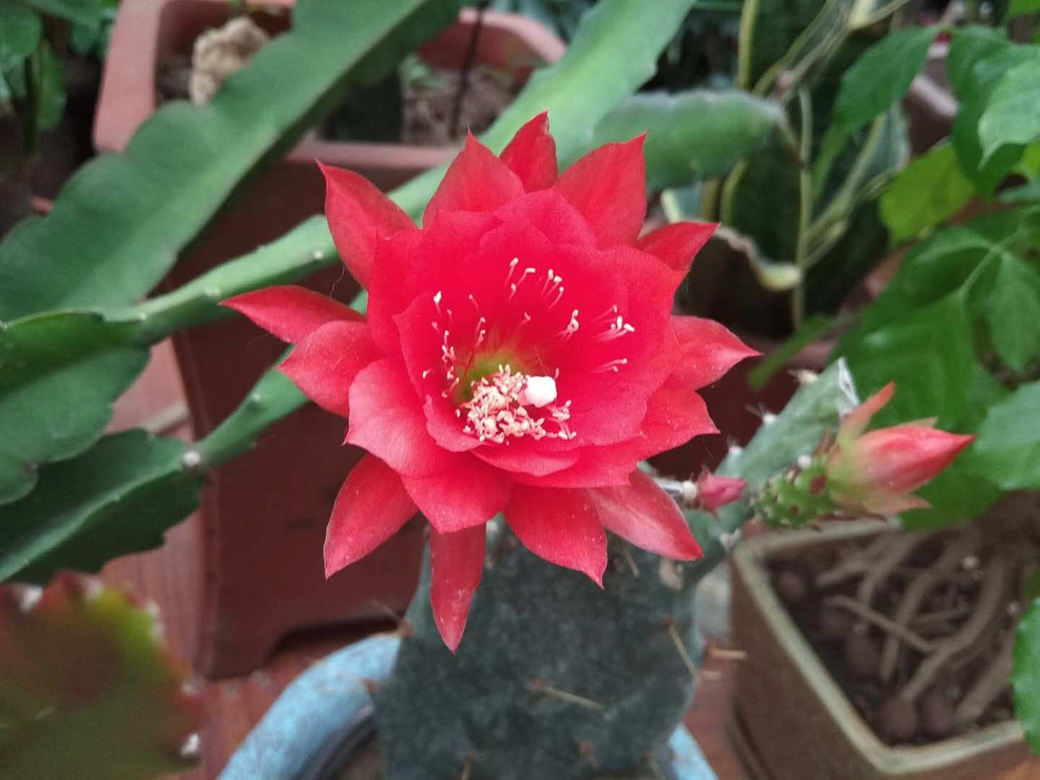 怎么使令箭荷花多开花