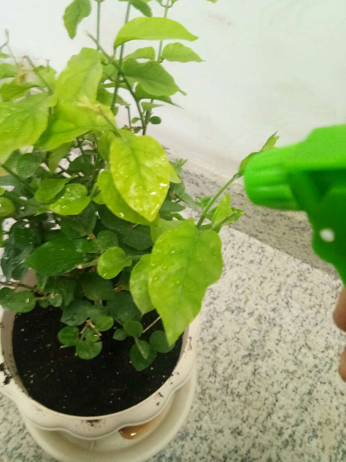 盆栽茉莉花扦插后的管理