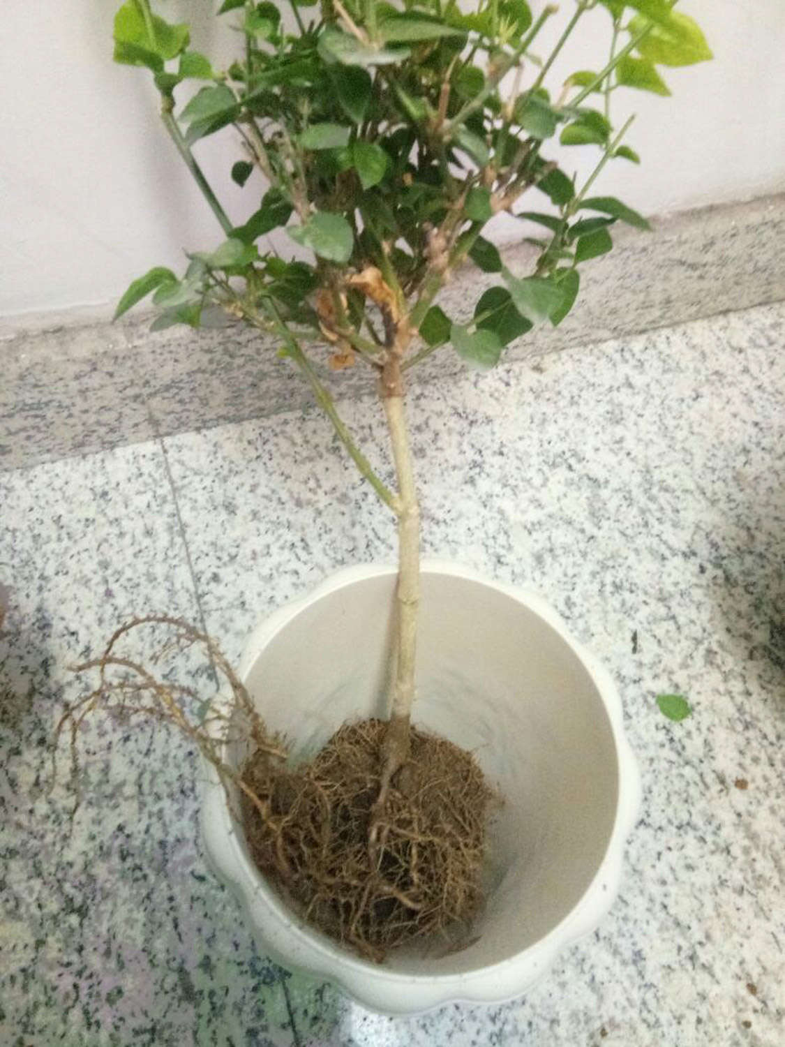 茉莉扦插多久可以生根