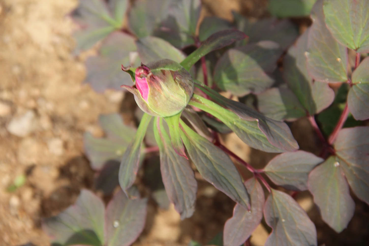 盆栽牡丹花怎么浇水