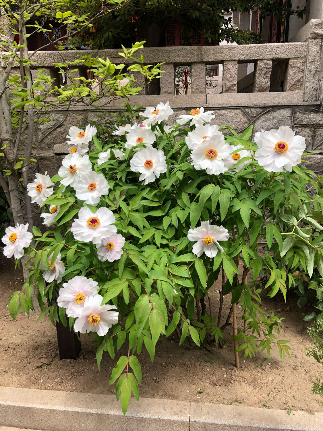 河源适合养什么花，市花和市树是什么