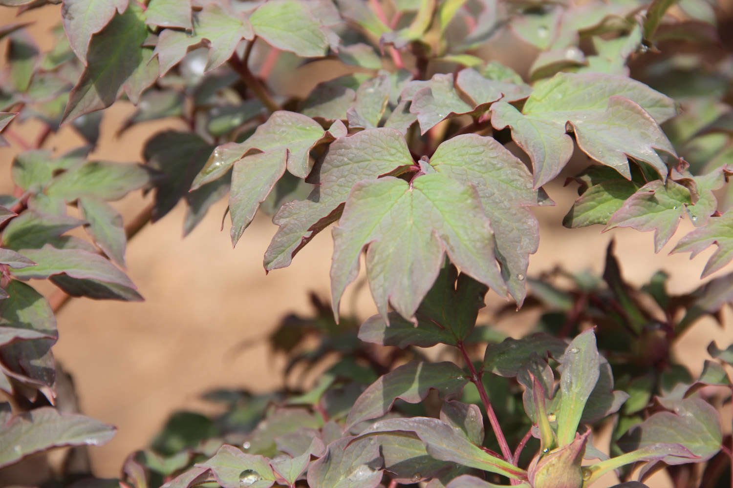 如何辨别花牡丹
