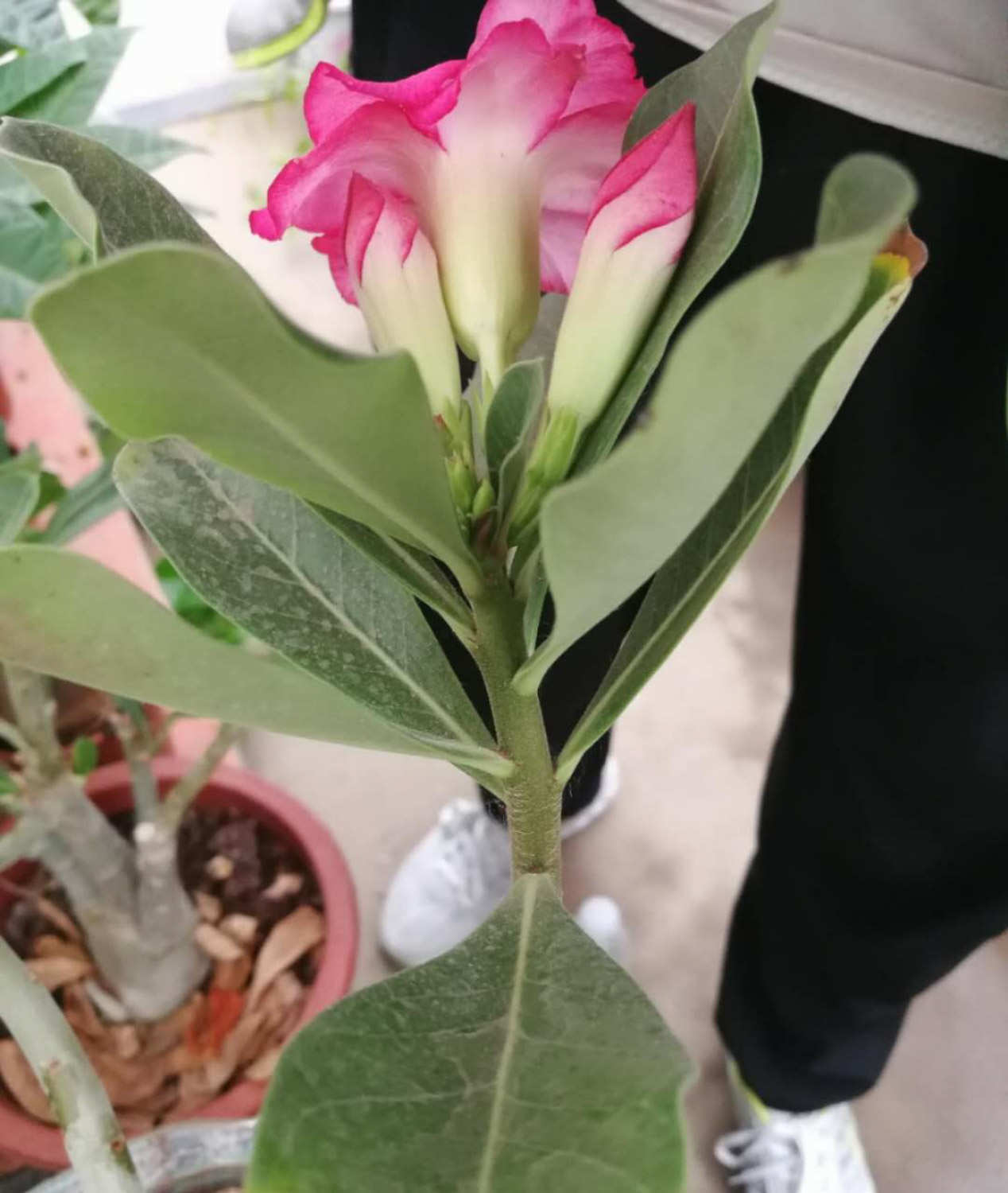 如何让飘香藤长得快