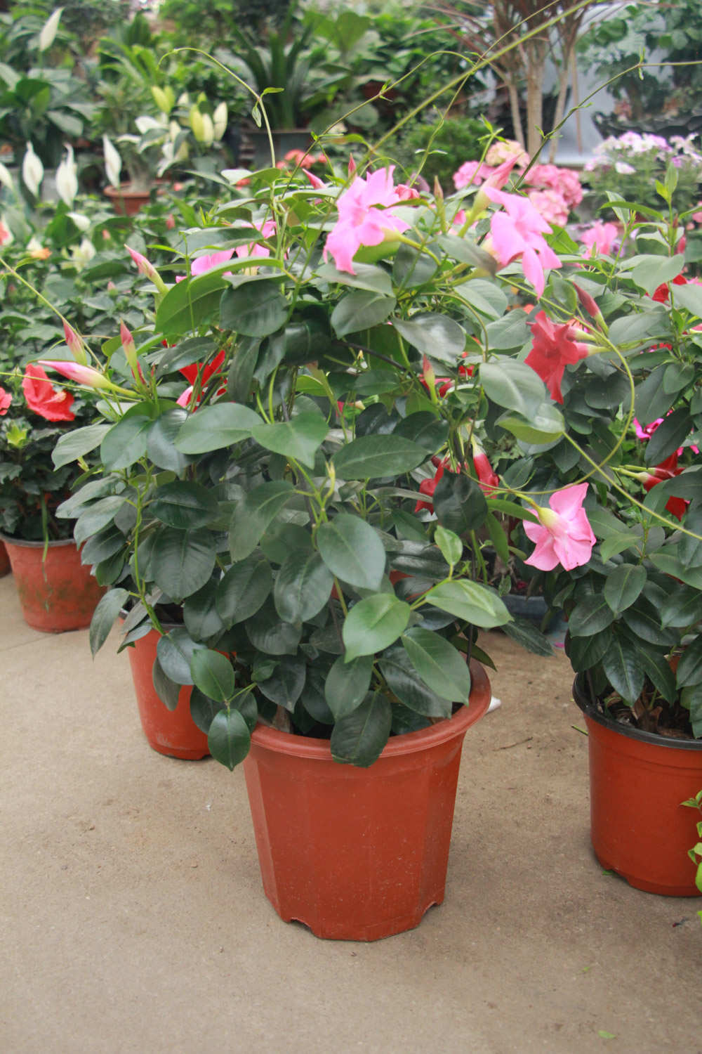 飘香藤可以活多少年