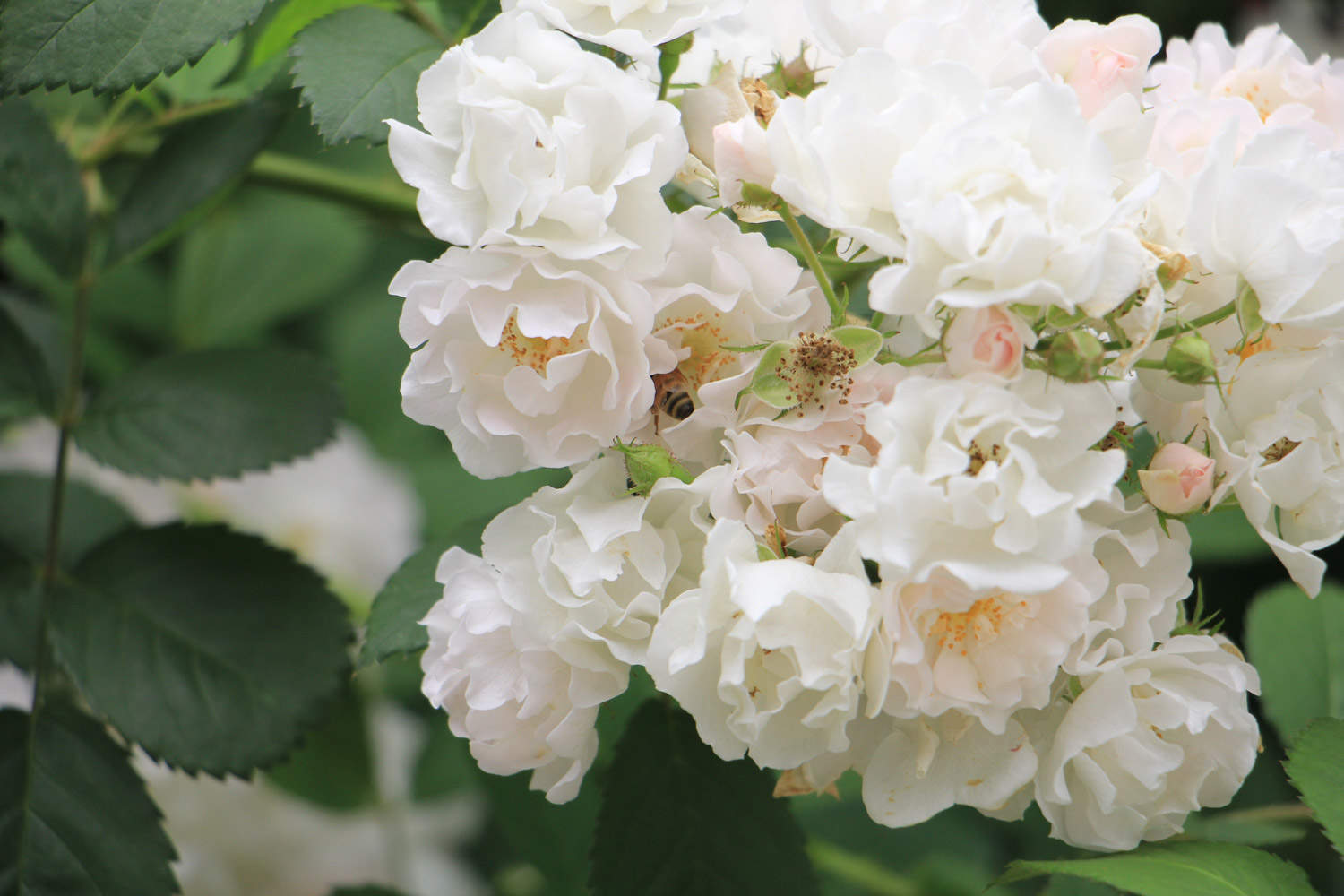 蔷薇花的品种鉴赏(图文)