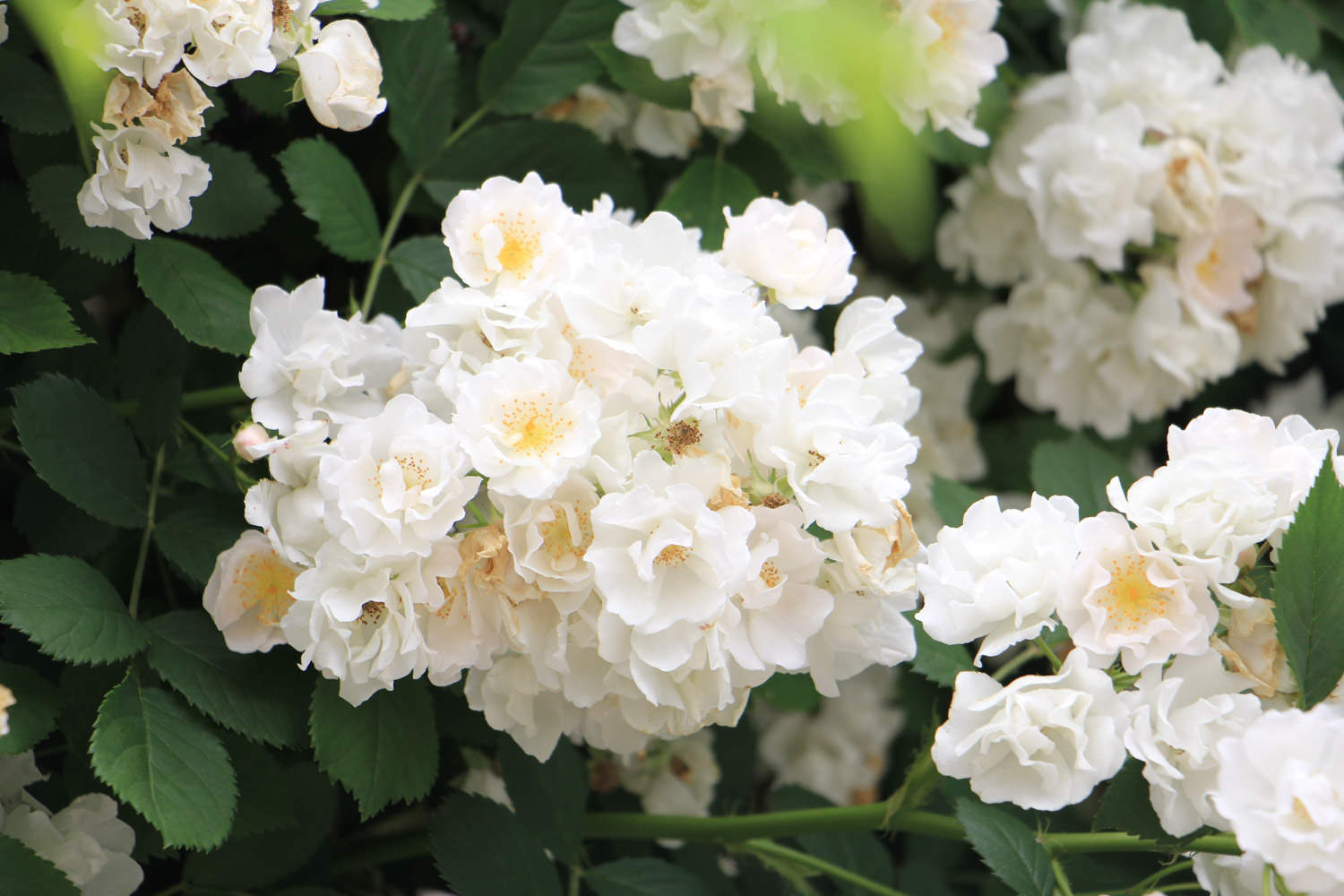 粉团蔷薇的繁殖方式