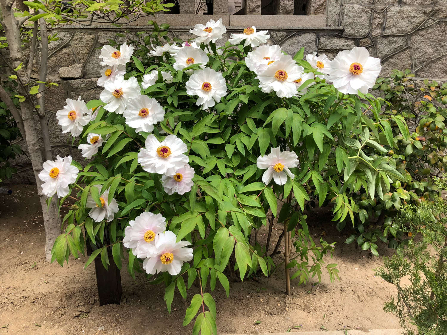 抚州适合养什么花，市花和市树是什么