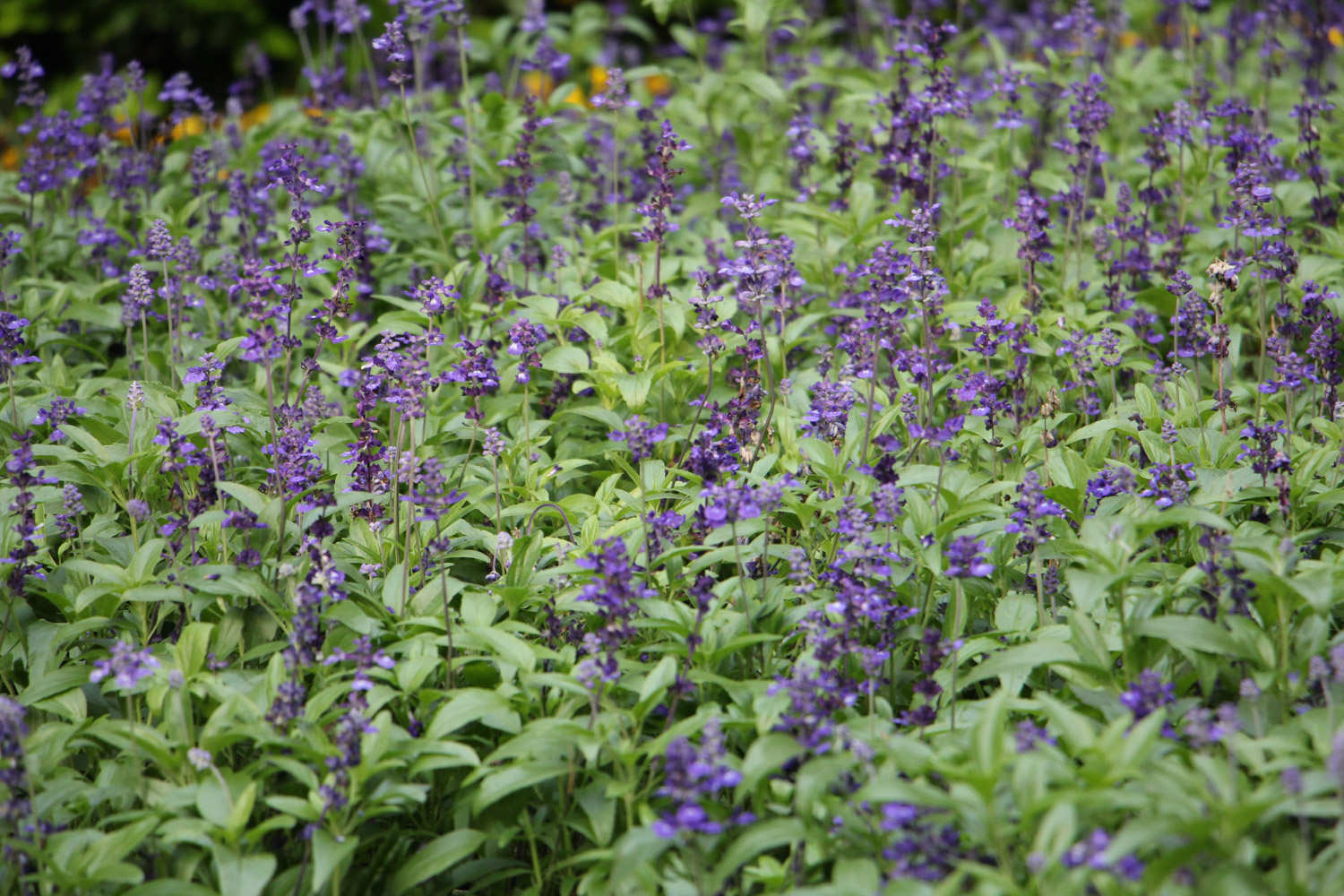 蓝花鼠尾草什么时候开花