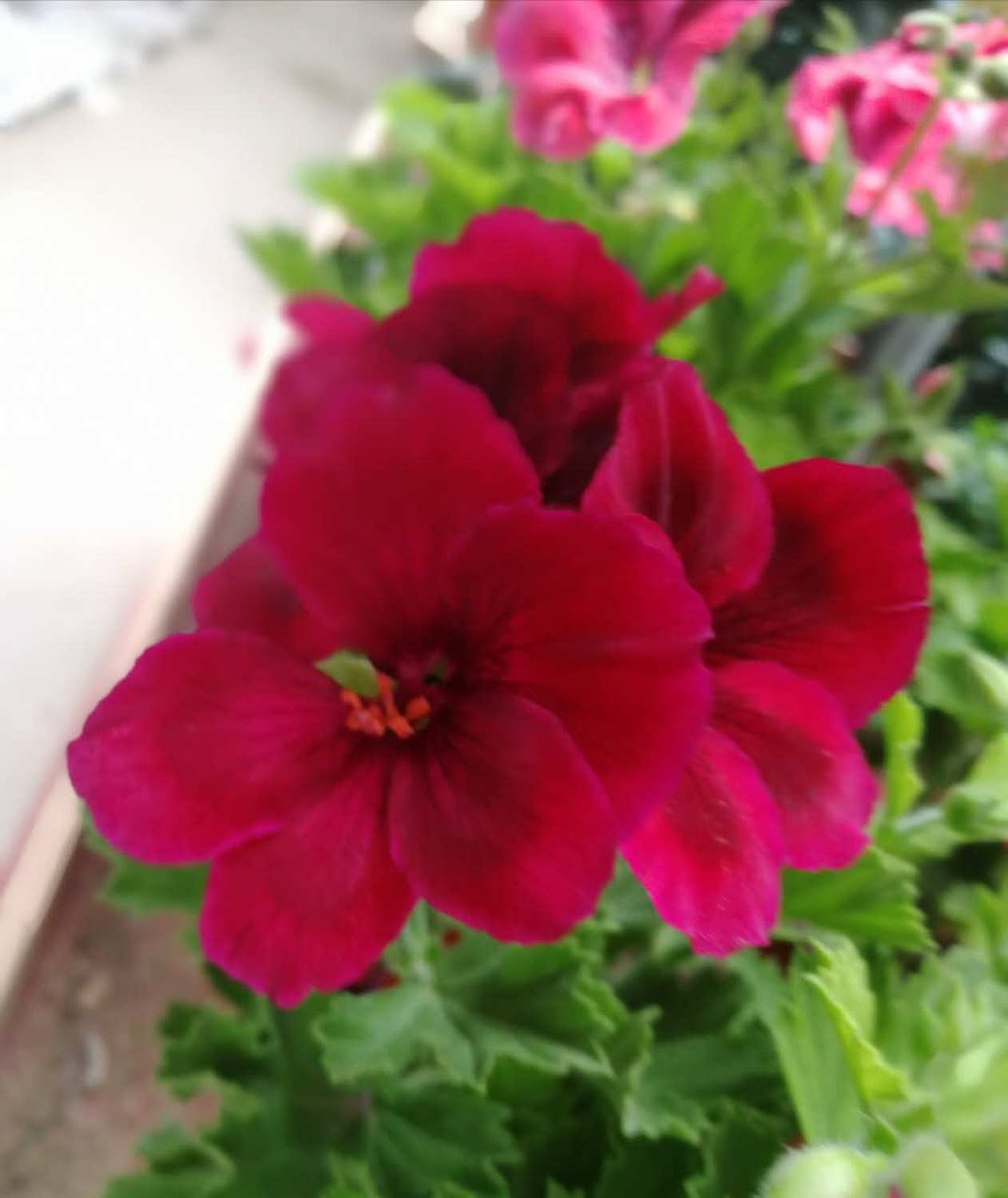 天竺葵的水扦插方法