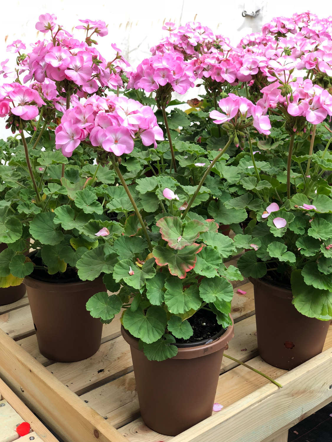 天竺葵夏天怎么养