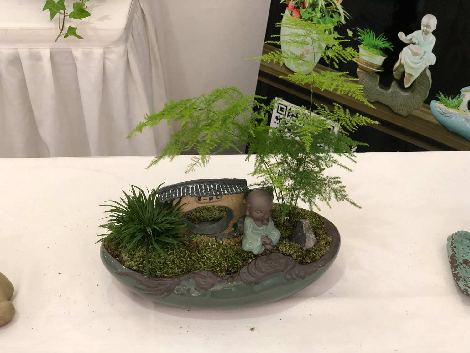 文竹“疯长”怎么办