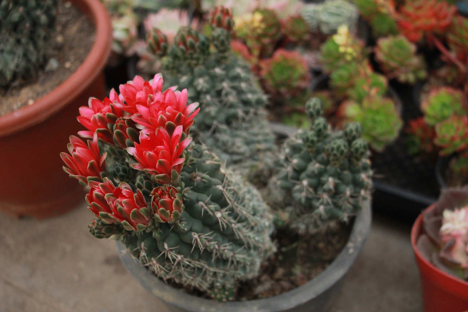 仙人球养殖注意事项