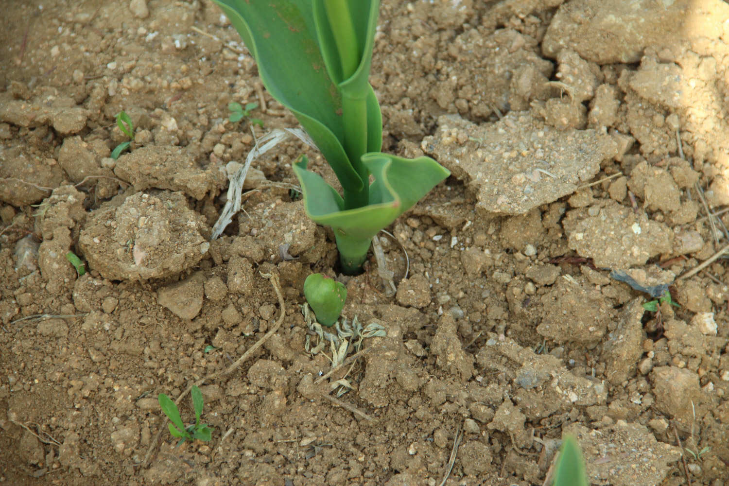 郁金香什么颜色，郁金香长什么样子