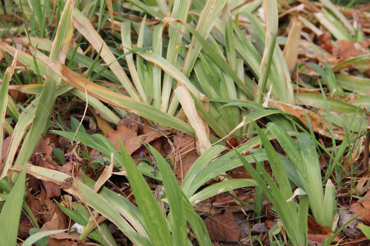 鸢尾花的花语和象征