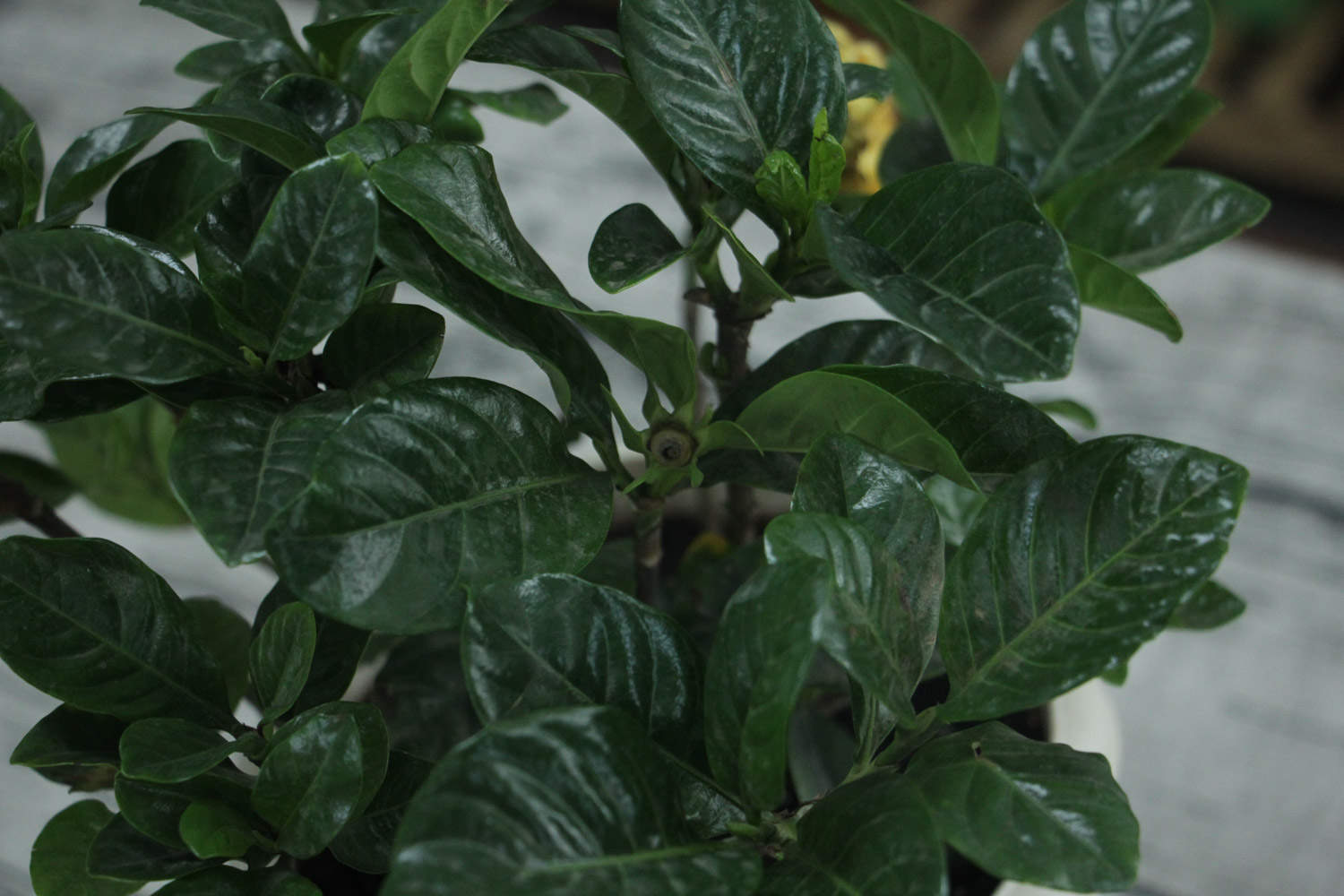 栀子发黄掉苞不开花，教你1个动作，立马开满盆