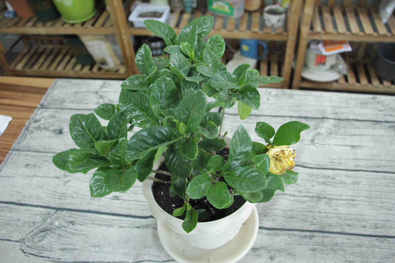 怎么养好栀子花