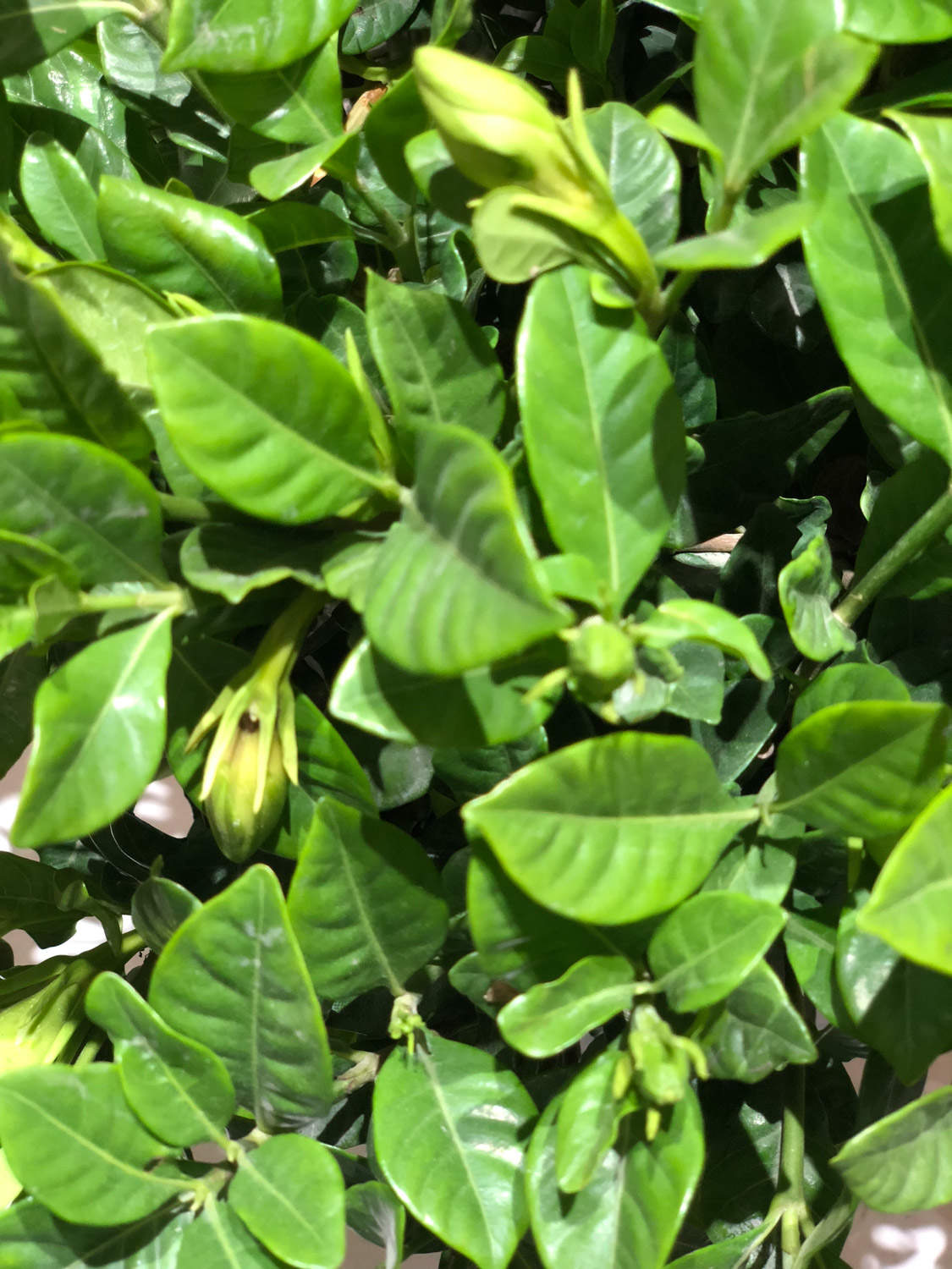 养一回死一回的栀子花，到底应该怎么养？！