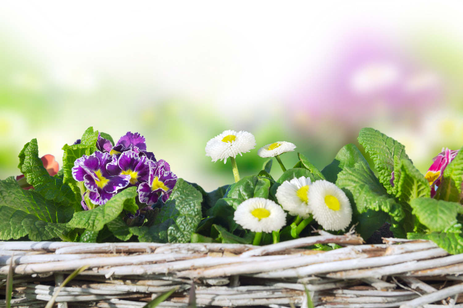 雏菊栽培的注意事项