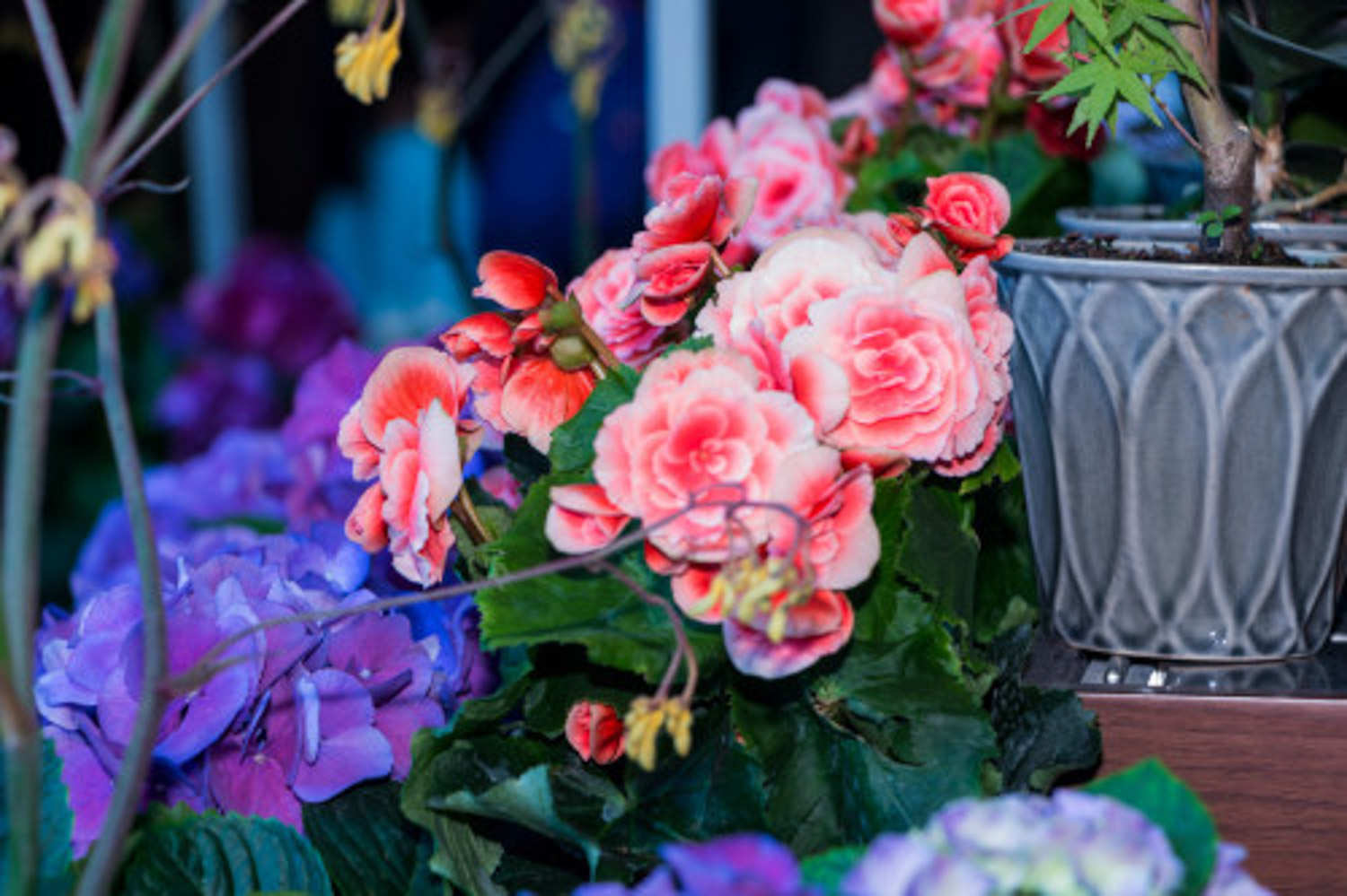 丽格海棠 丽格海棠