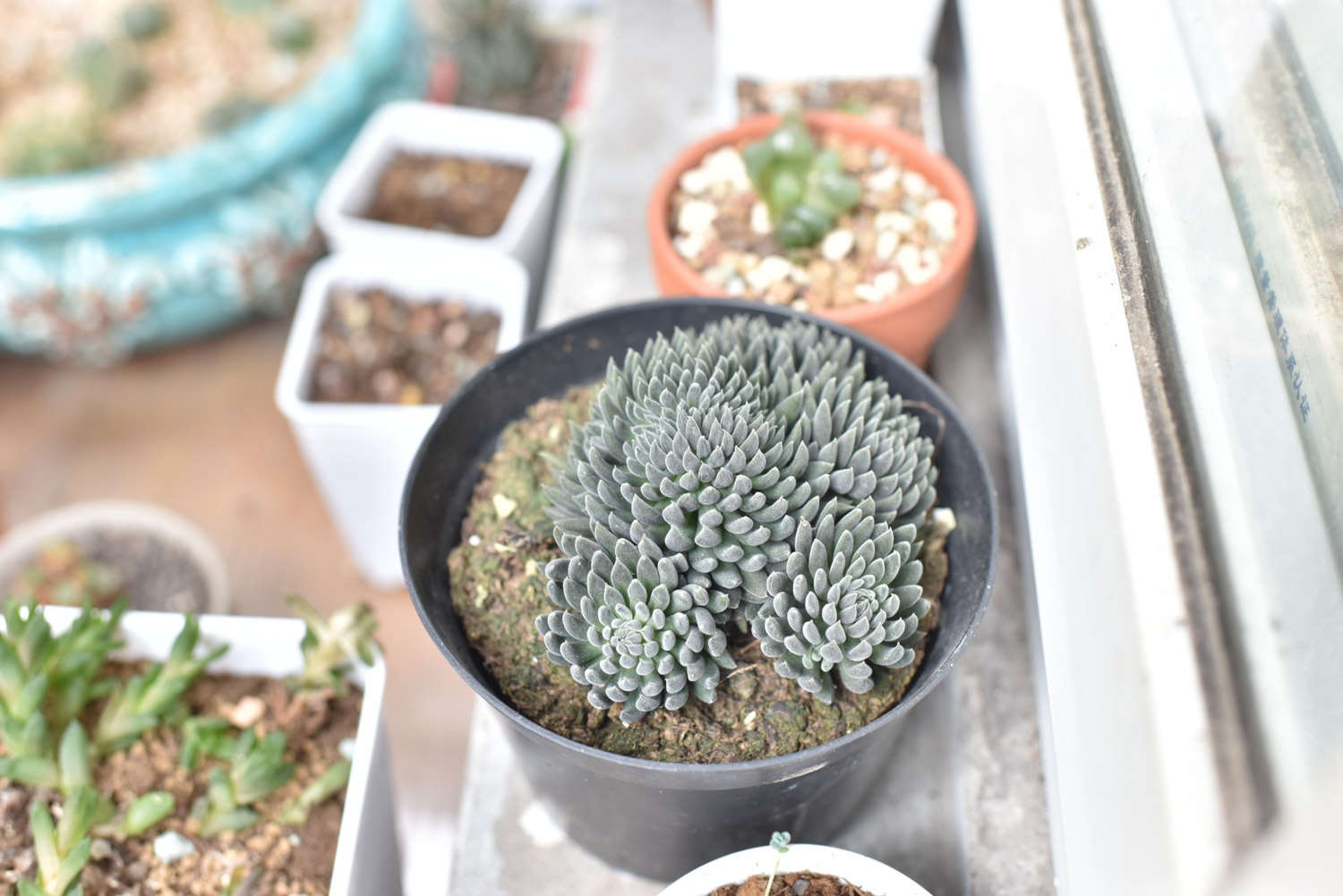 这些多肉,种1盆就福气满满,又萌又吉祥