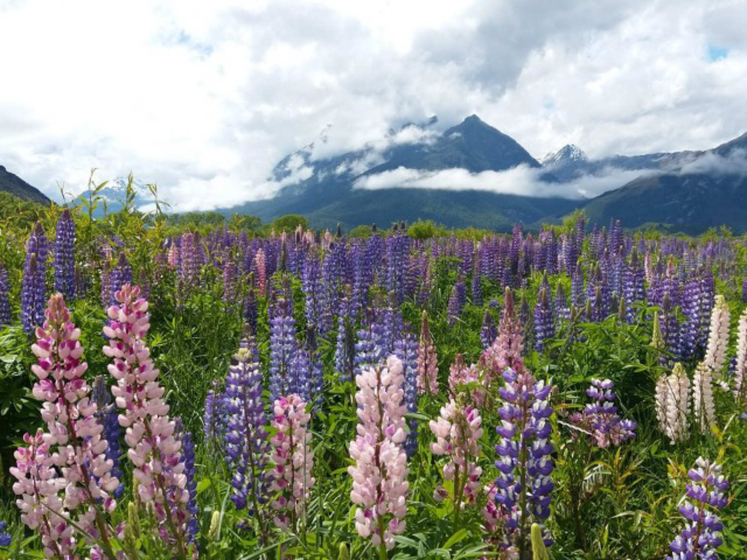 阳台如何养羽扇豆，需要注意什么