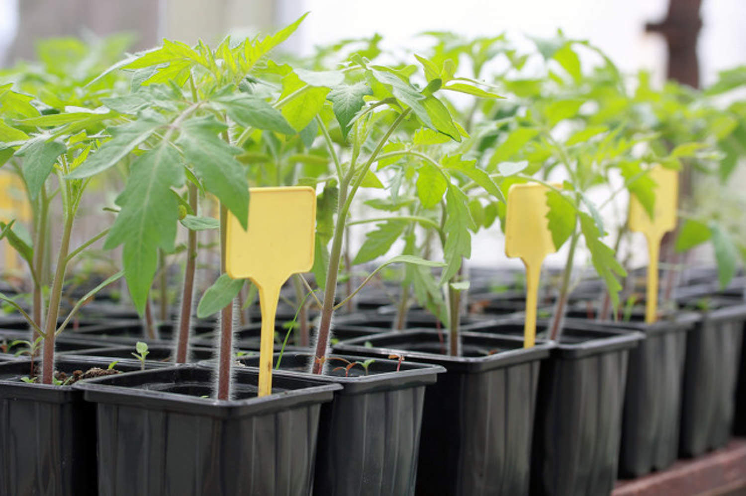 买了一个西红柿，切成片埋土里，没想到吃都吃不完......