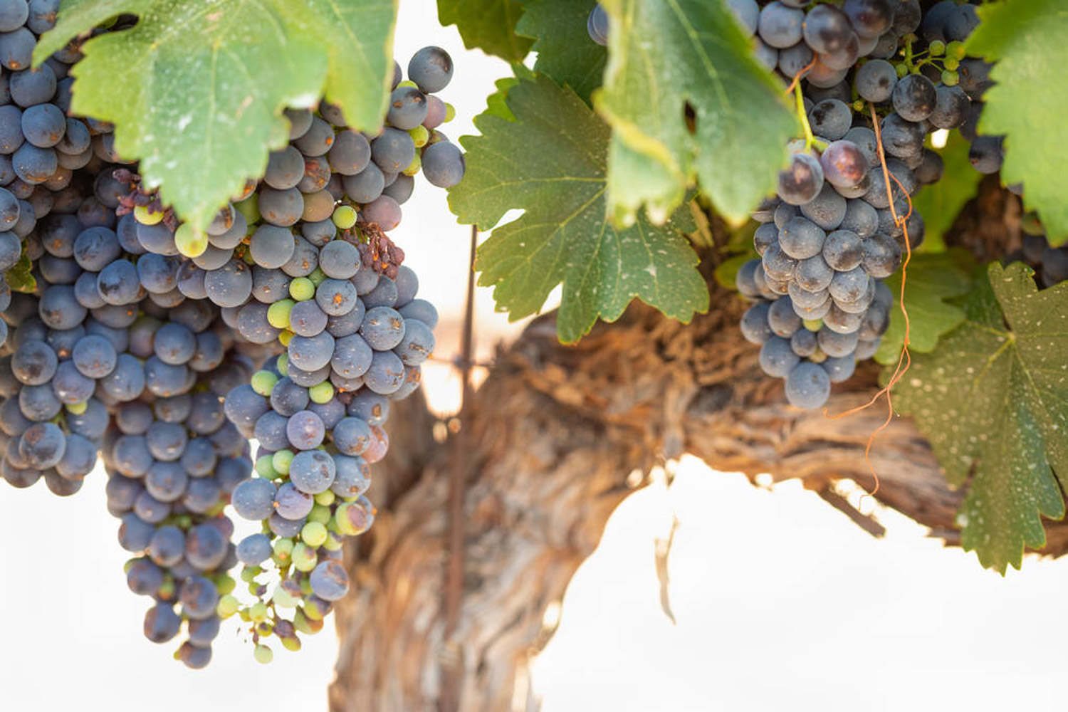 葡萄像什么，葡萄图片