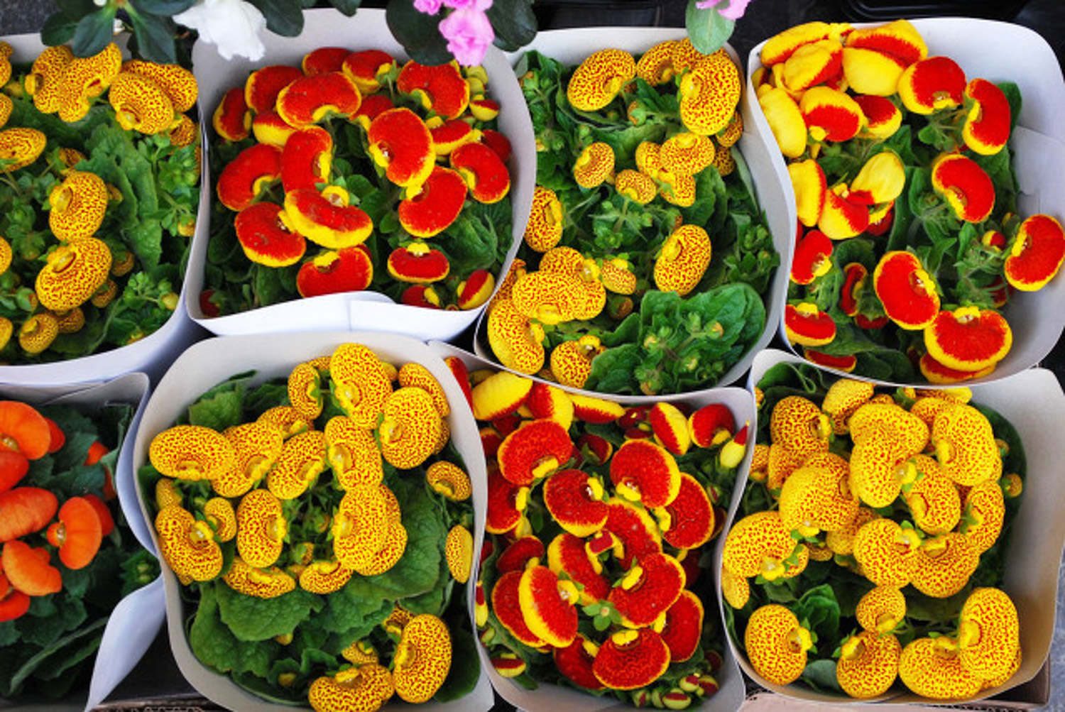 蒲包花花期怎么养护