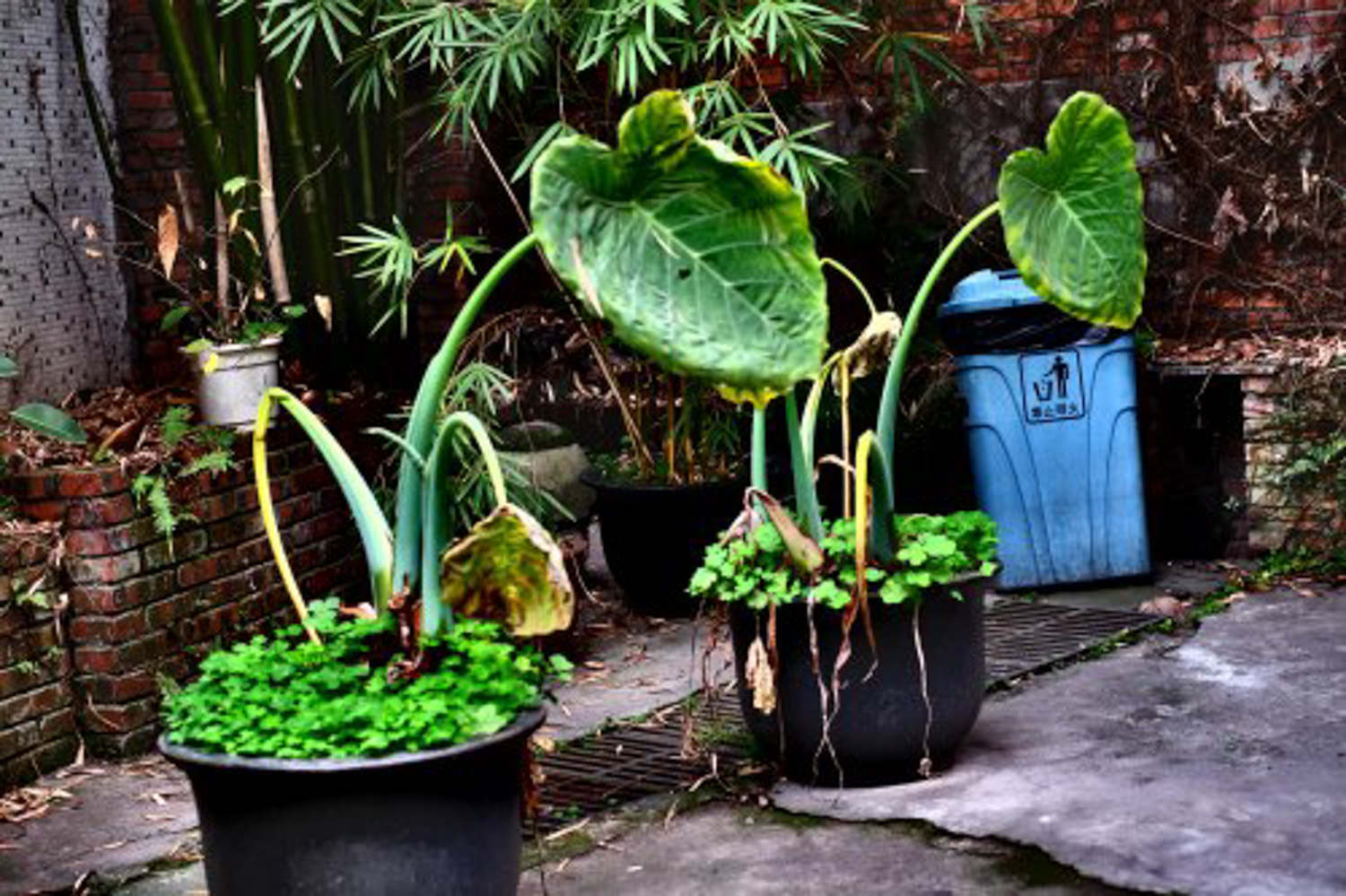 海芋的养殖方法和注意事项