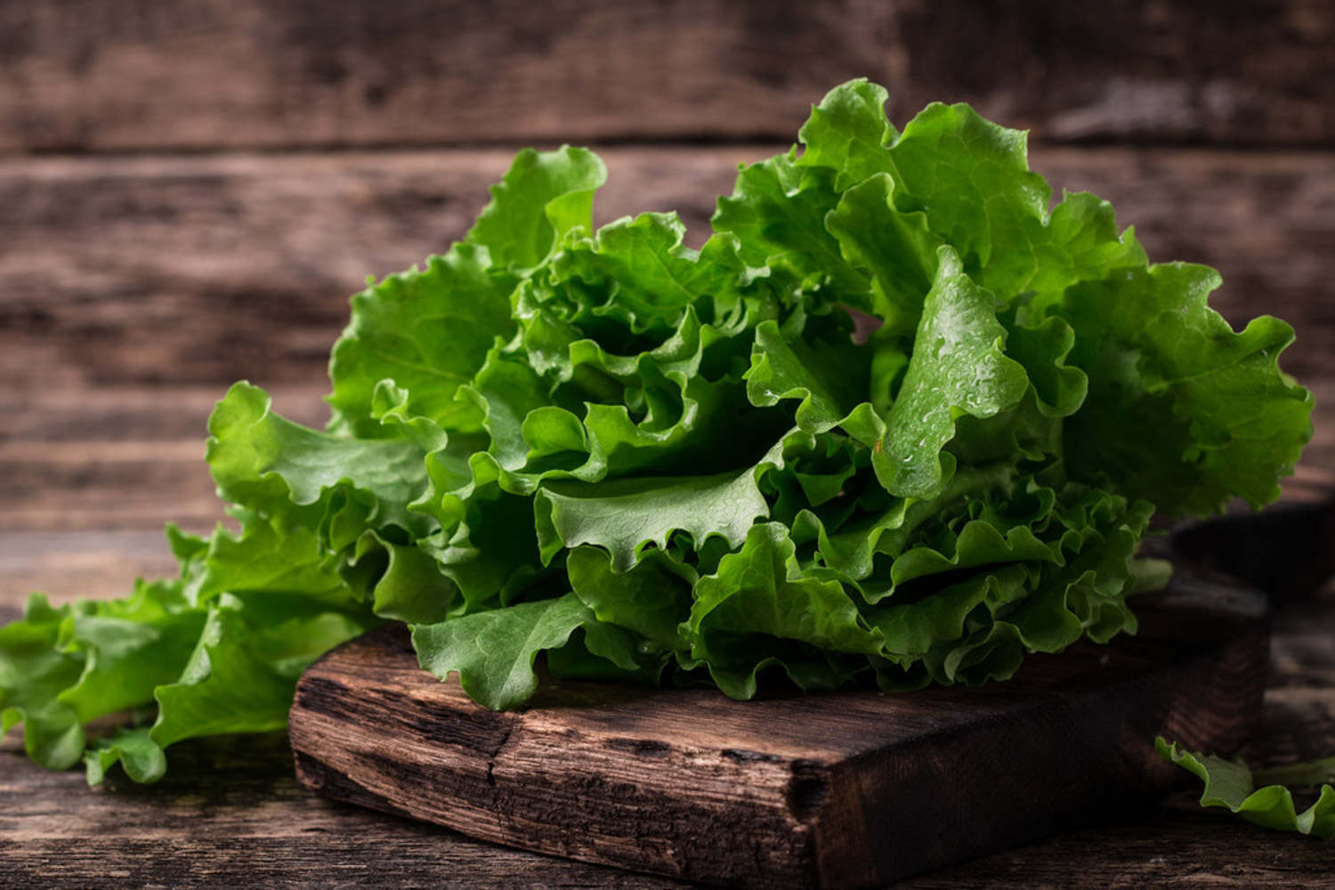 露天种生菜后地干能浇水吗，生菜如何烫水不会黄