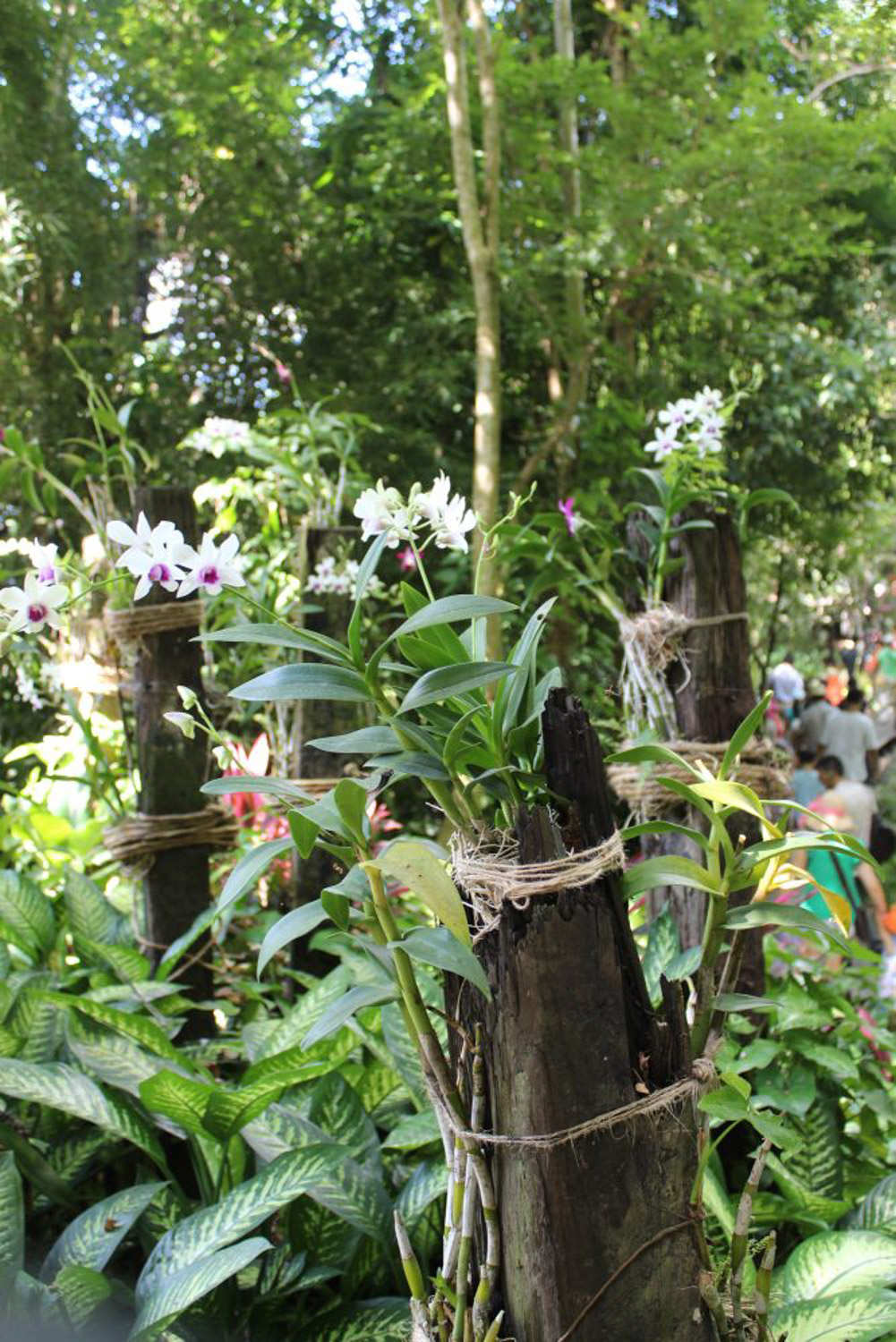 石斛怎么养才好