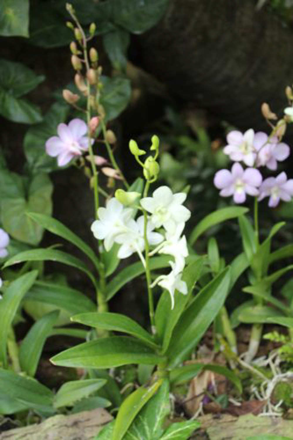 石斛兰怎么繁殖