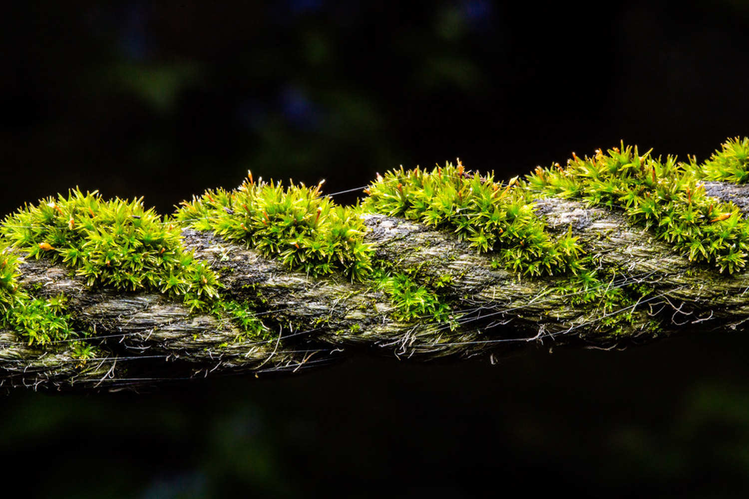 苔藓植物有哪些