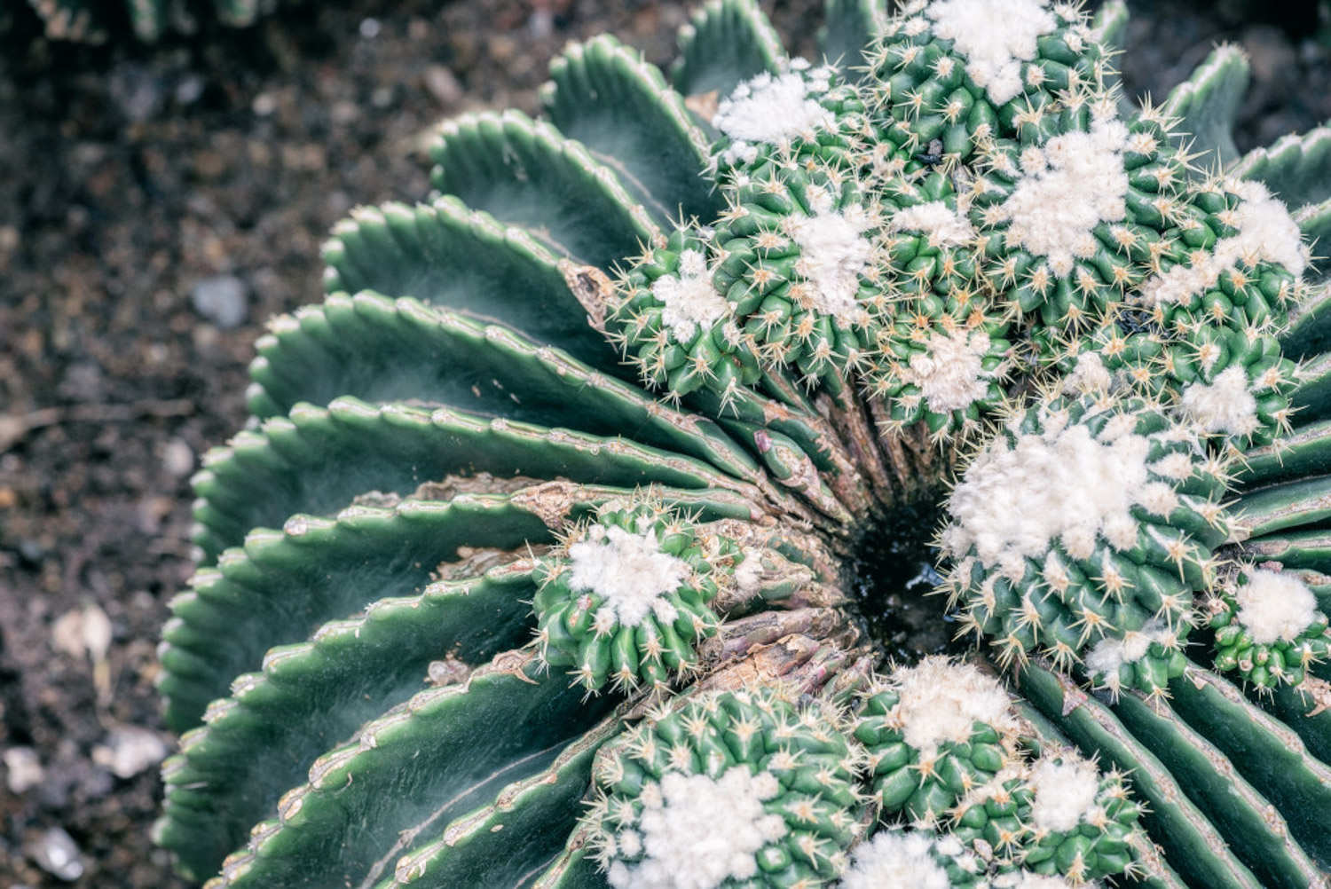 如何养仙人球长得好