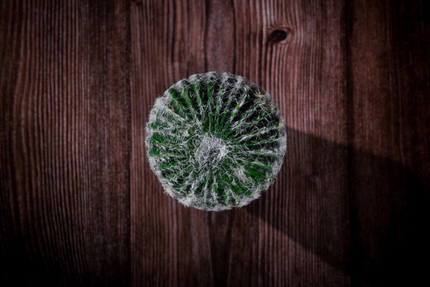 仙人球的养殖方法