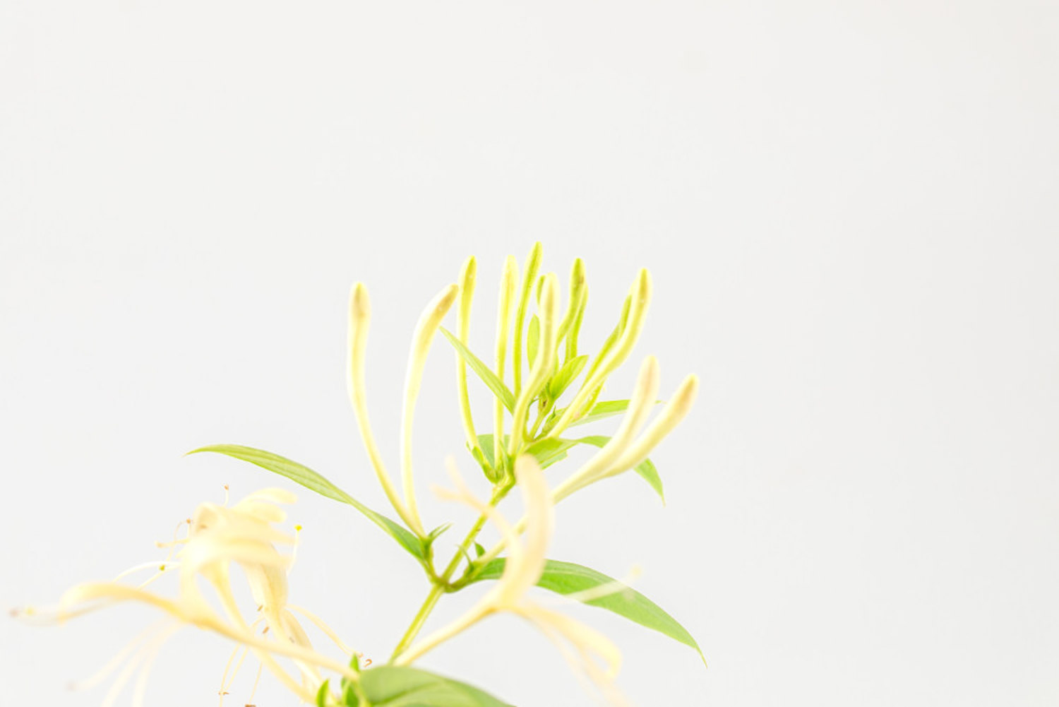 金银花的采摘方法