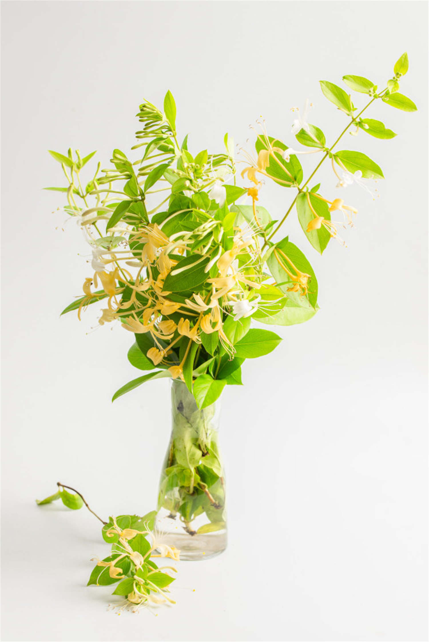 金银花的养殖方法和注意事项