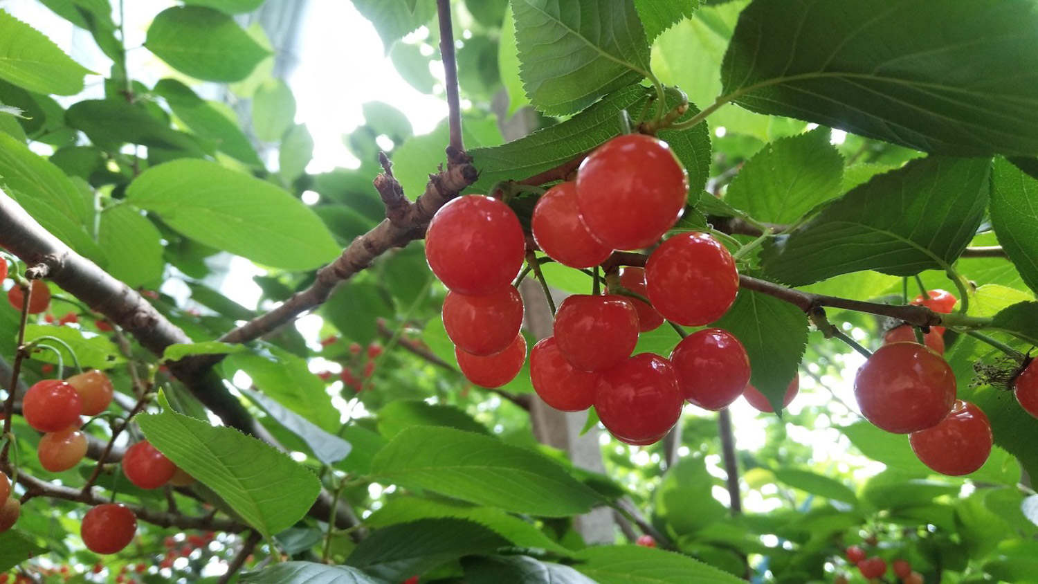 樱桃盆栽怎么种