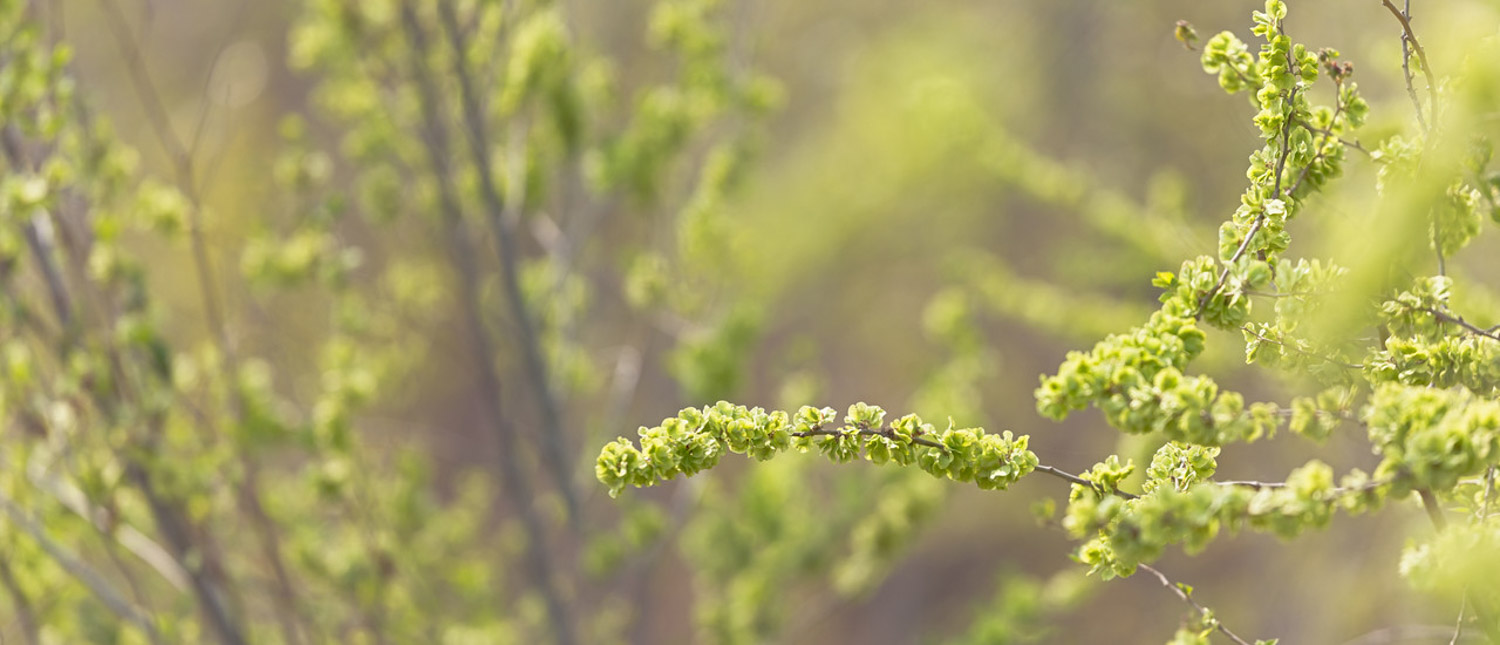 榆树的繁殖方法