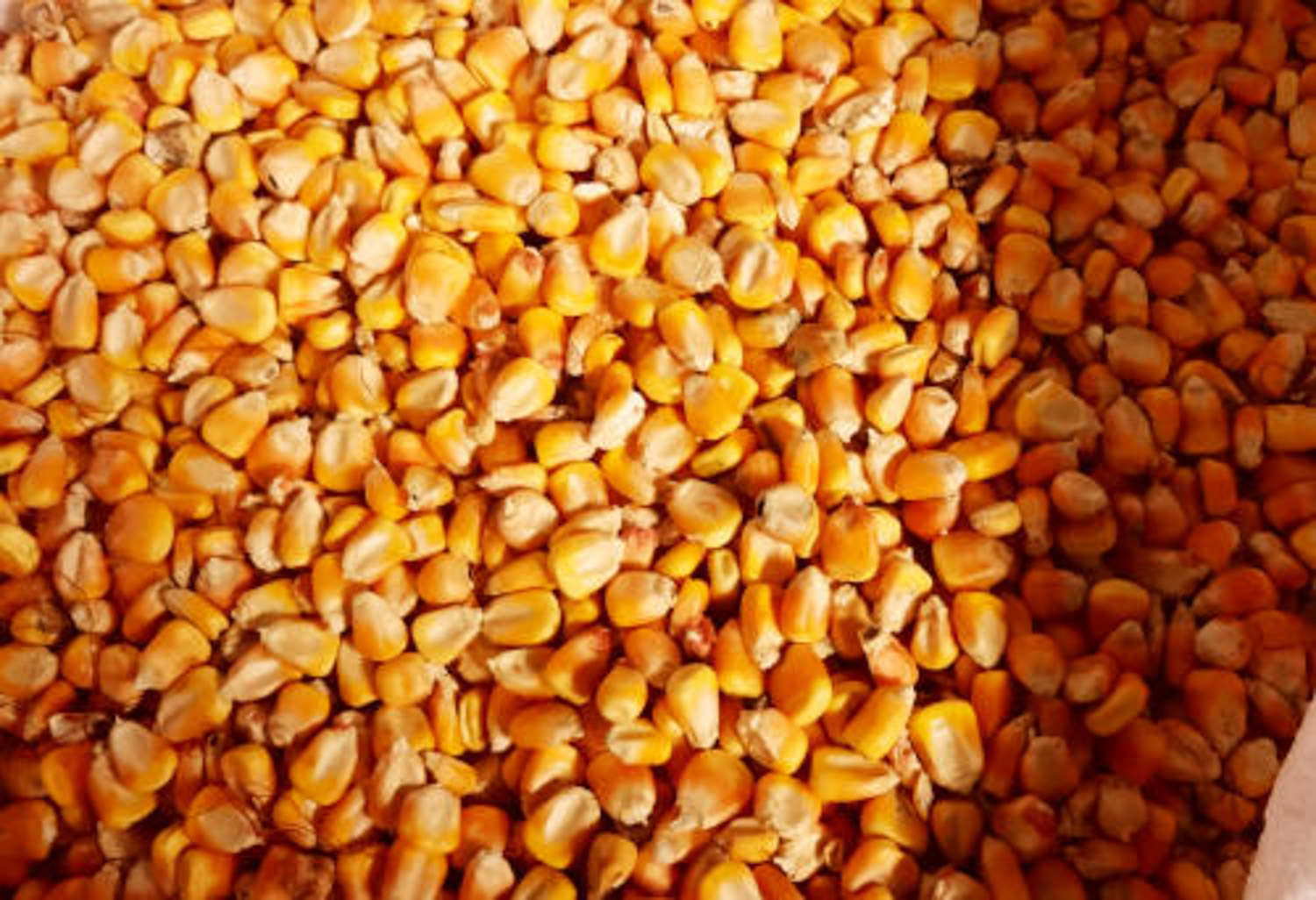 玉米怎么播种种子