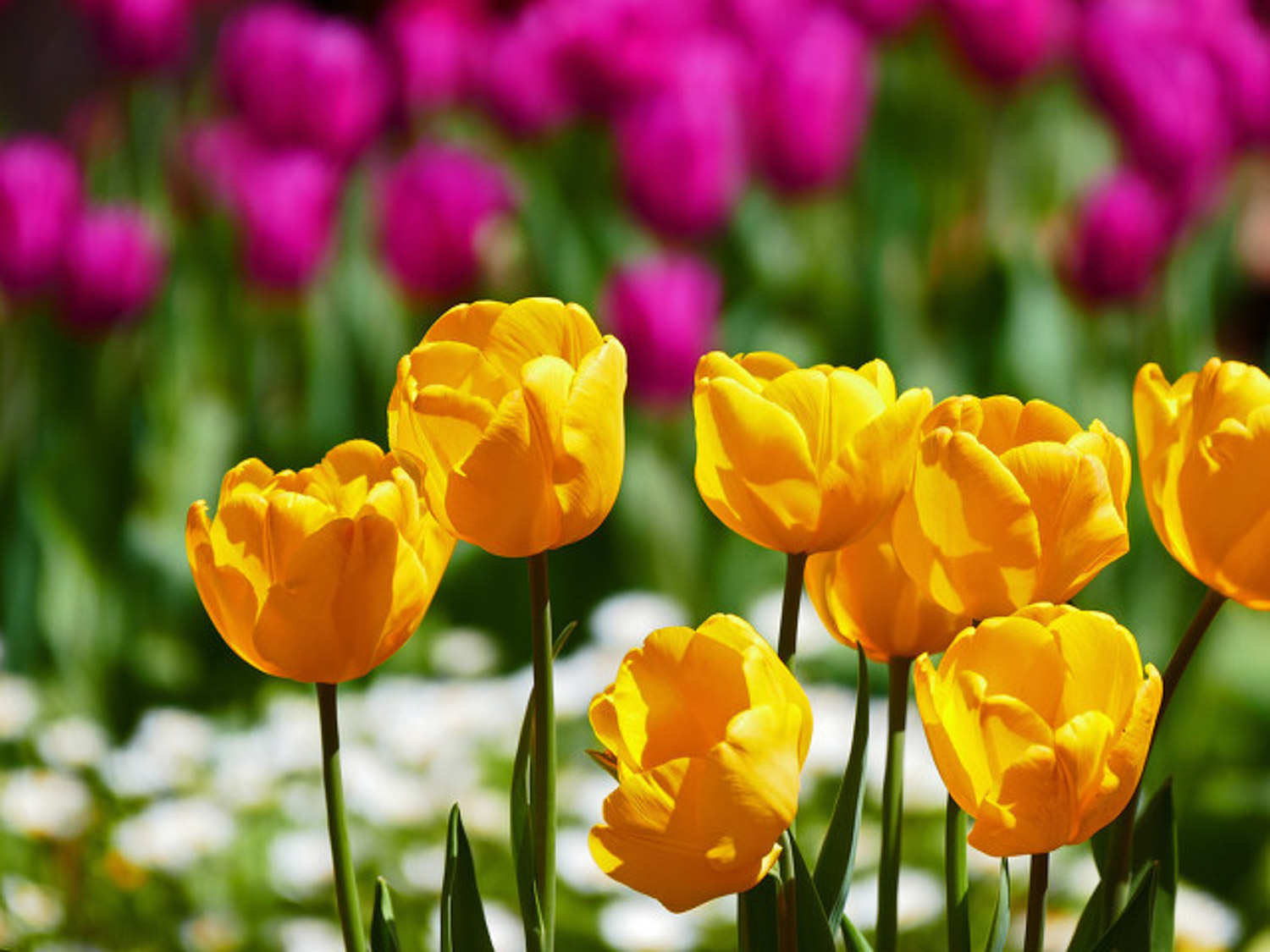 影响郁金香开花的因素有哪些