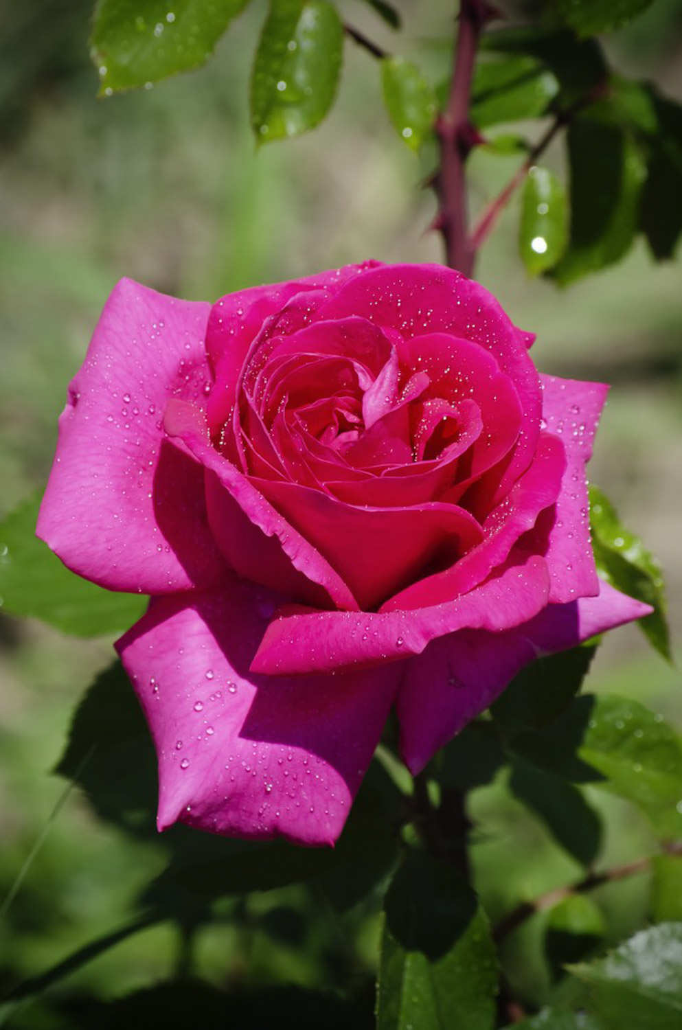 3种月季扦插方法，学会1种，100％插活！