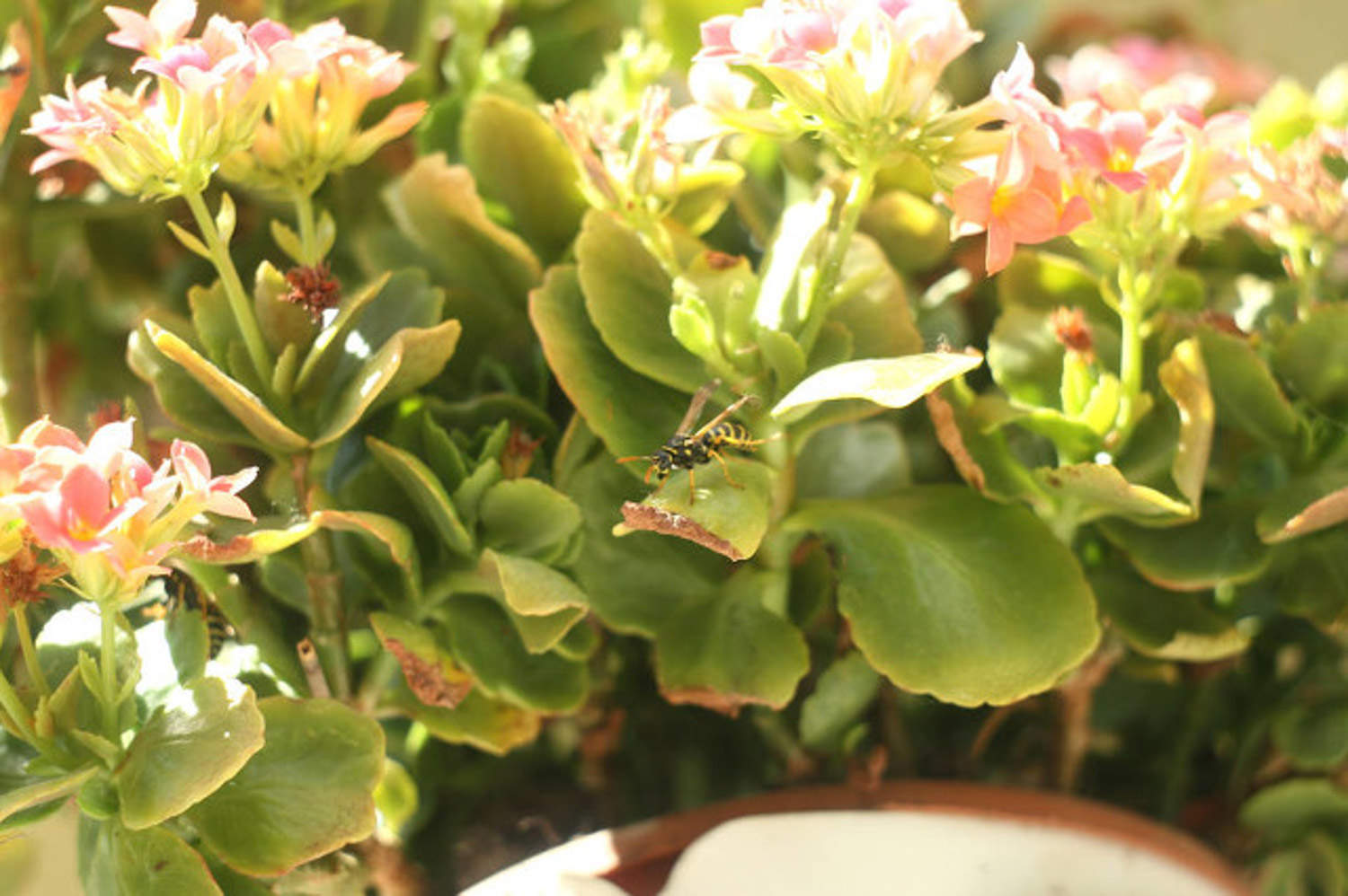 长寿花怎么养长得旺