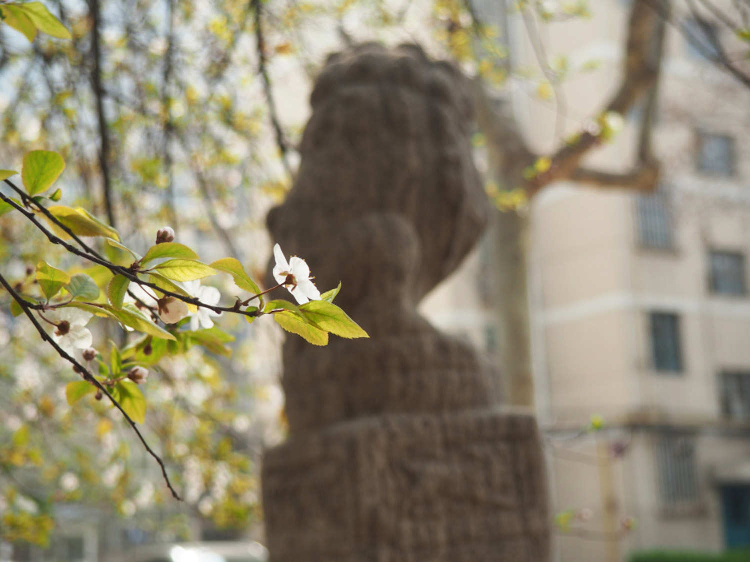 紫叶李怎么扦插