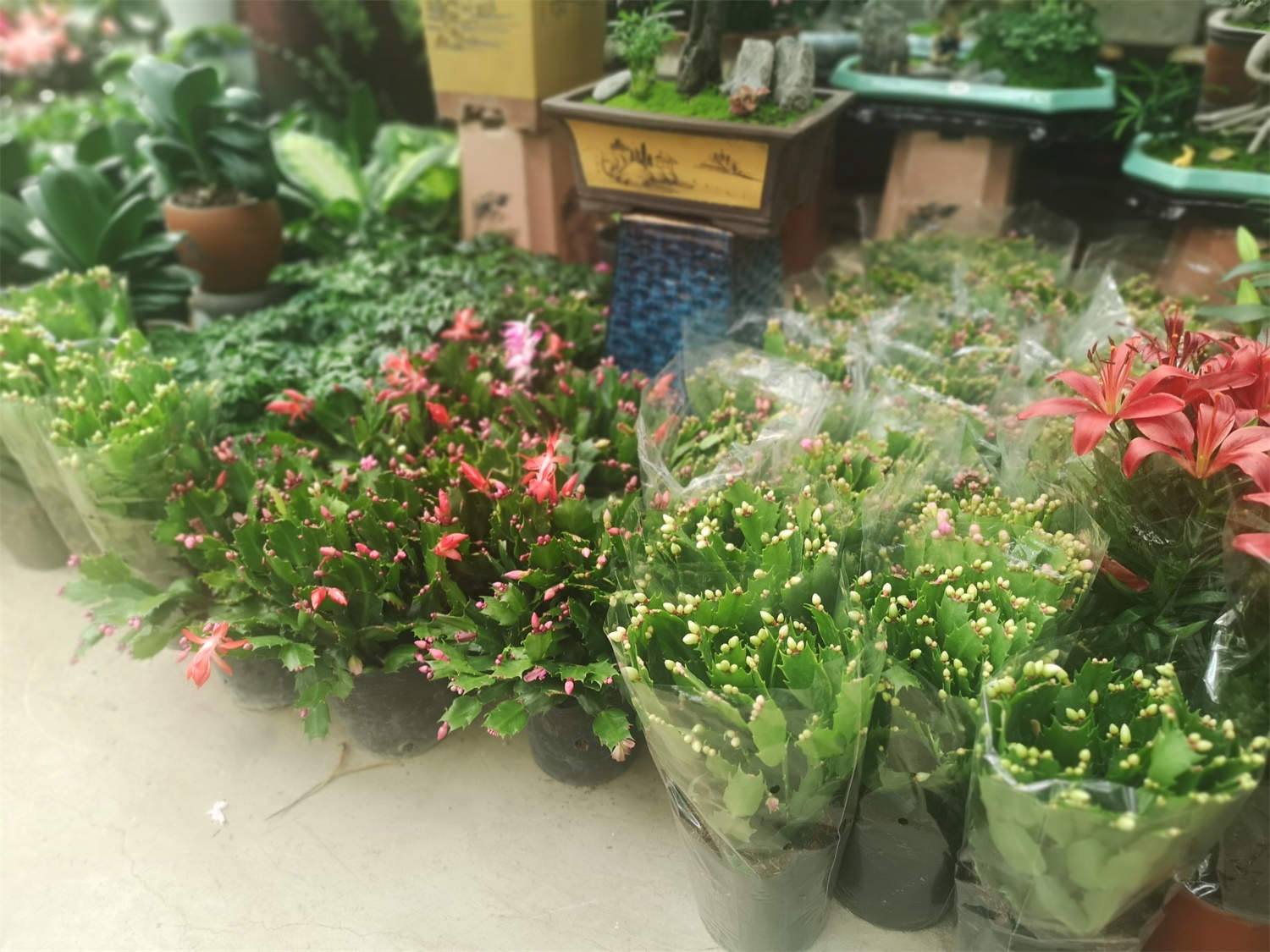 蟹爪兰的繁殖方法