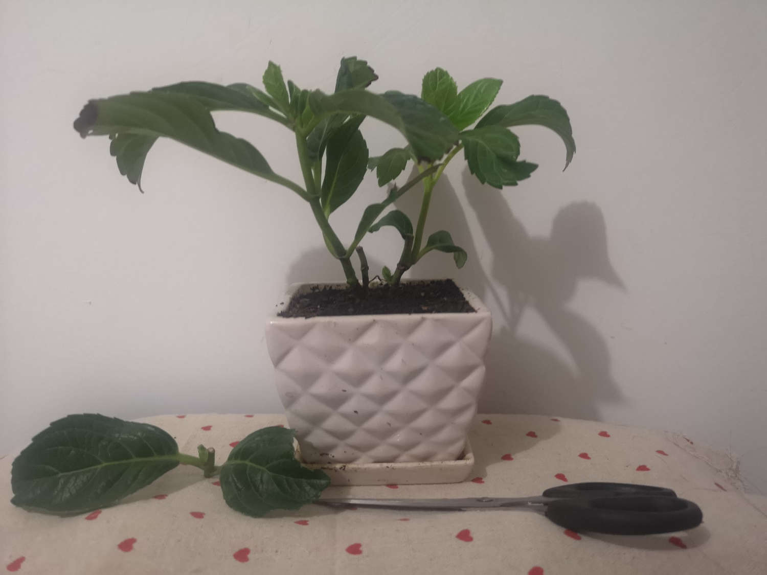 这个夏天，不养绣球，就白过了!