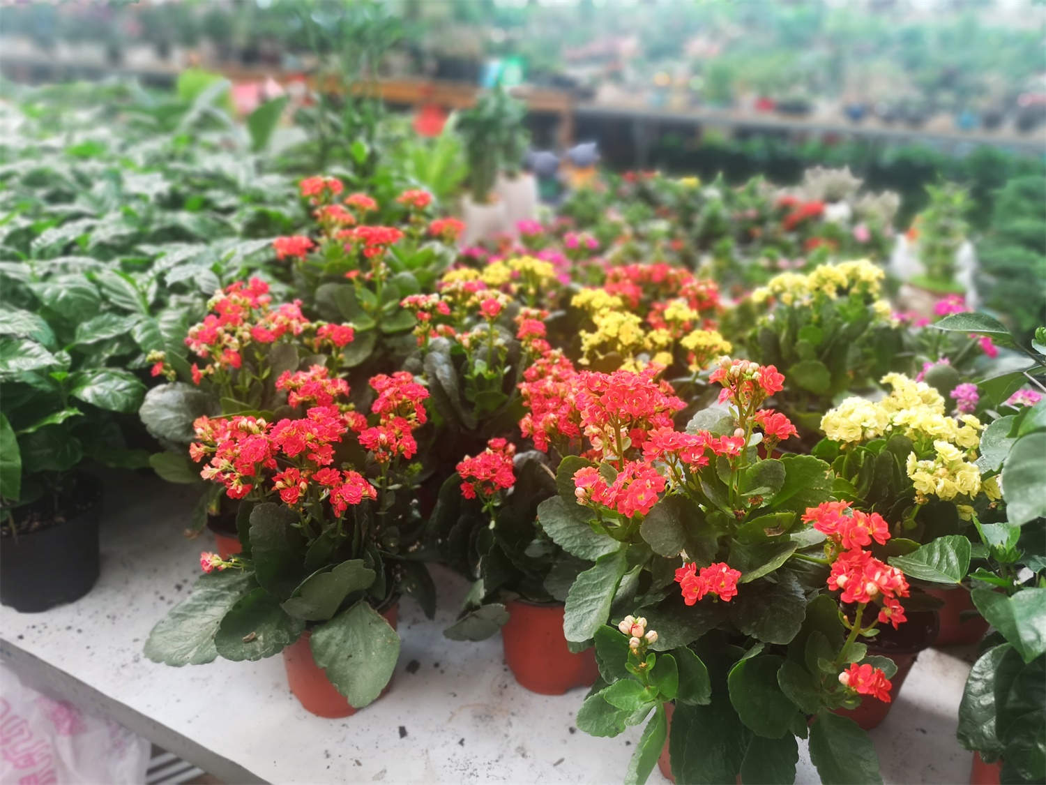 长寿花怎么扦插